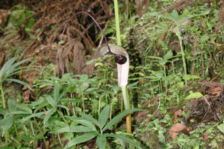 Deadly Plants: Lethal To Pollinators But Nourishing To Their Offspring