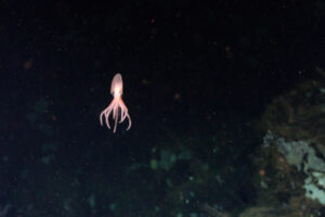 Discovery Of Four New Species Of Deep Sea Octopus In The