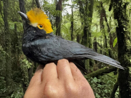 First Photo Of Rare Yellow Crested Crested Crest Taken By Ornithologist