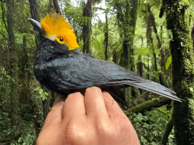 First-ever photograph of a majestic yellow ibis bird captured First Ever Photograph Of A Majestic Yellow Ibis Bird Captured