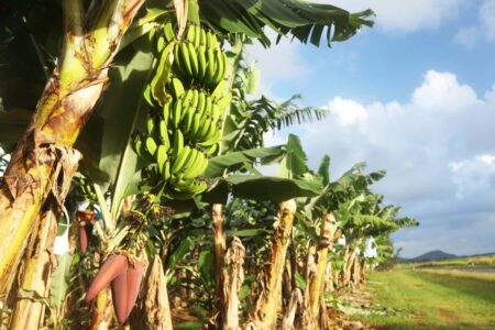 First Genetically Modified Banana Approved By Regulatory Authorities