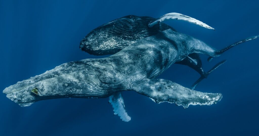First Time Mating Humpback Whale Engages In Homosexual Behavior