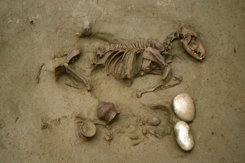 Iron Age people may have buried their beloved pets, such as dogs and horses along with them Iron Age People May Have Buried Their Beloved Pets, Such