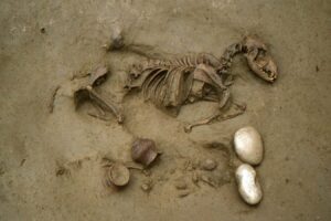 Iron Age People May Have Buried Their Beloved Pets, Such