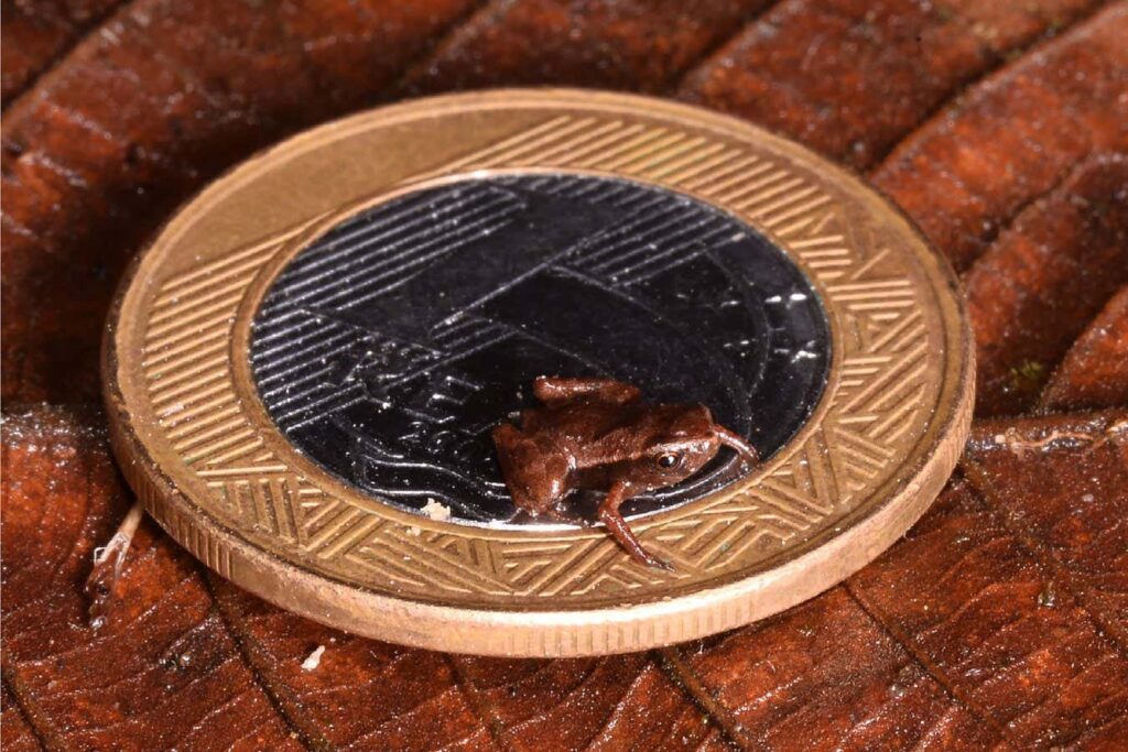 Is The Brazilian Flea Toad The World's Smallest Vertebrate?