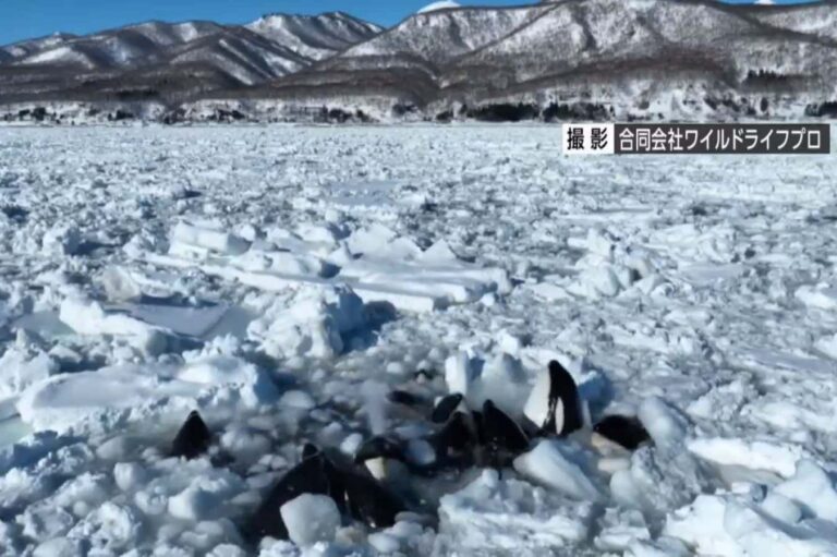 Killer whale pod trapped in drift ice off the coast of Japan vanishes Killer Whale Pod Trapped In Drift Ice Off The Coast