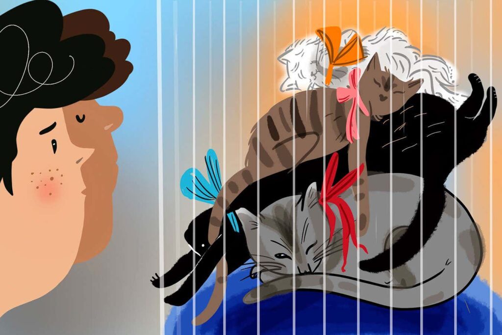 Most Cats At Cat Shows Found To Be Lounging Around