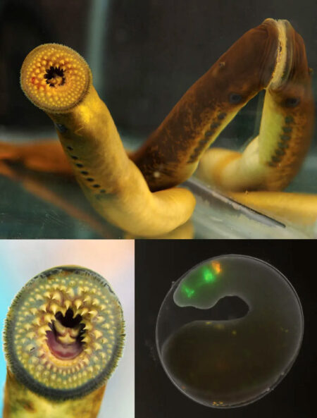 New Study Finds Surprising Similarities in Brain Development Between Sea Lampreys and Humans New Study Finds Surprising Similarities In Brain Development Between Sea