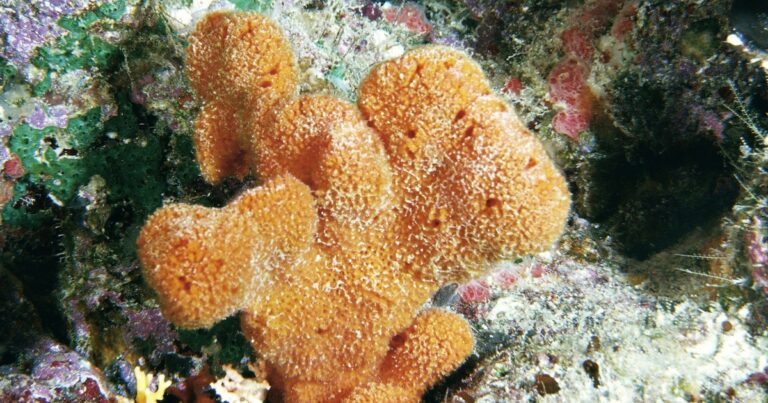 New study suggests sponges retain grim climate records New Study Suggests Sponges Retain Grim Climate Records