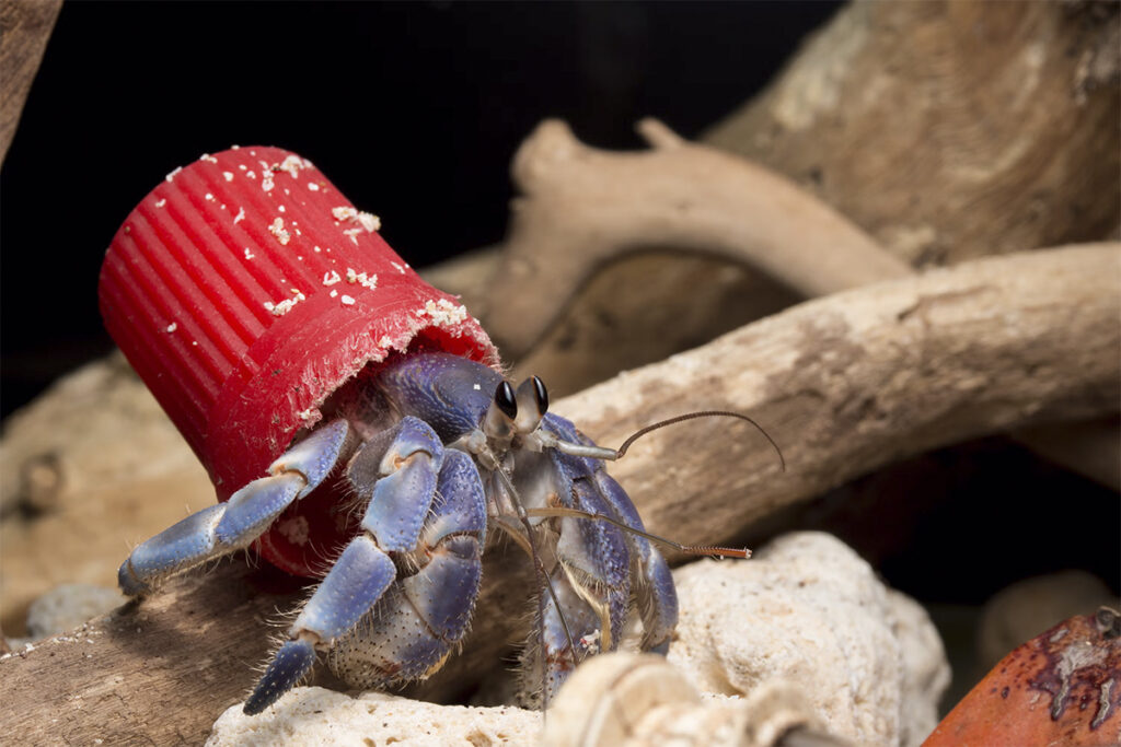 Overcoming Plastic Pollution: Recycling Alone Is Not Enough