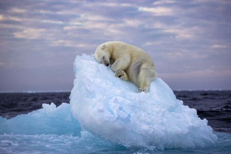 Photo Of A Polar Bear Snoozing On An Iceberg Captures