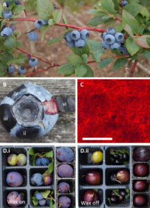Research: How Small Structures In The Wax Coating Of Blue Pigmented