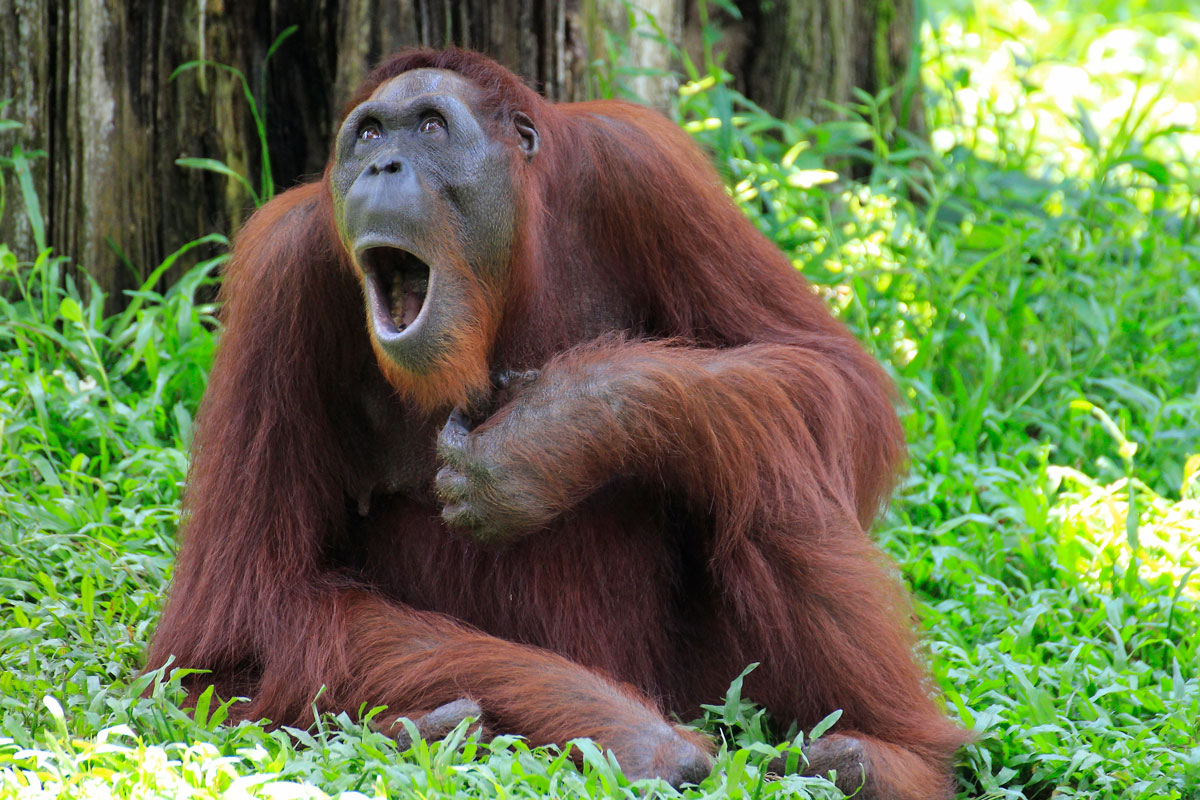 Research Reveals That Apes Lack A Good Sense Of Humor
