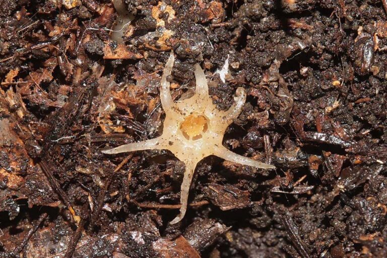 Scientists have discovered a squid-like plant that mostly lives underground for the first time Scientists Have Discovered A Squid Like Plant That Mostly Lives Underground
