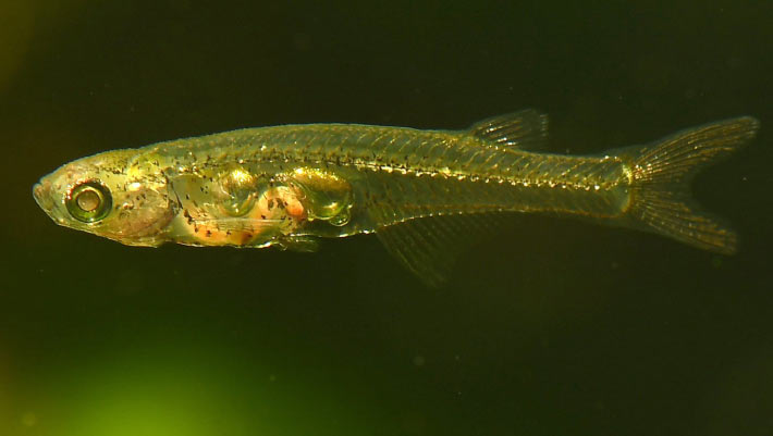 Small Fish in the Cyprinidae Family Can Produce Sounds Over 140 dB, Say Ichthyologists Small Fish In The Cyprinidae Family Can Produce Sounds Over