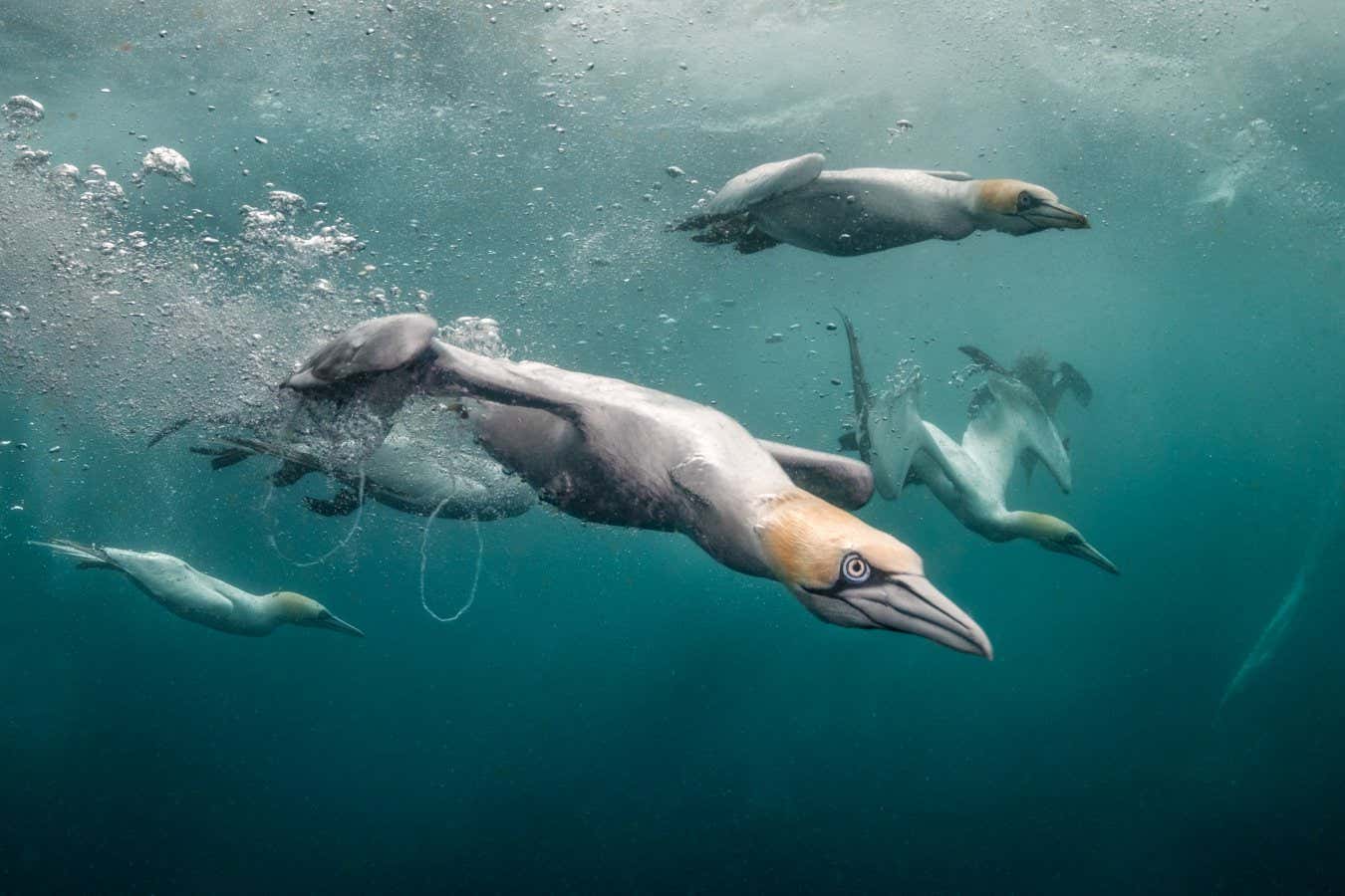 Stunning Marine Life Captured In Underwater Photography Contest