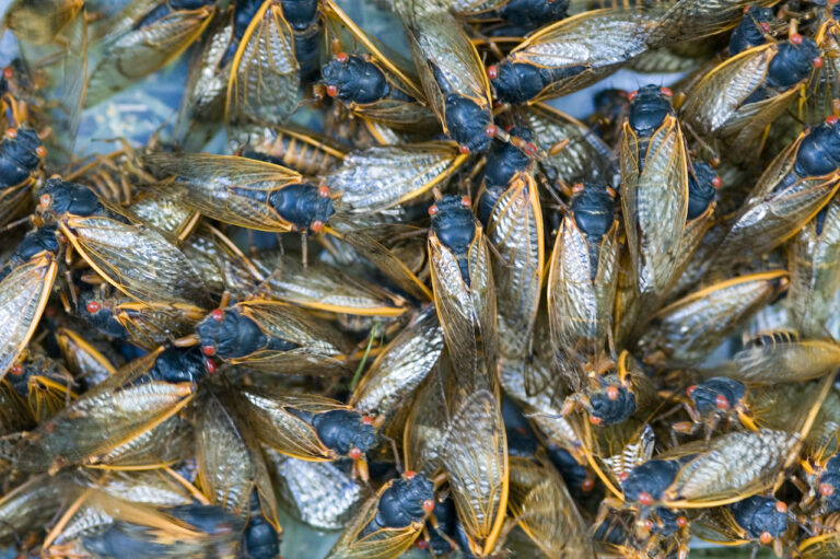 The Cicada Spectacle: What to Expect from the Insect Apocalypse The Cicada Spectacle: What To Expect From The Insect Apocalypse