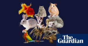 The Genius Behind A Game: How A Developer Earned £250,000