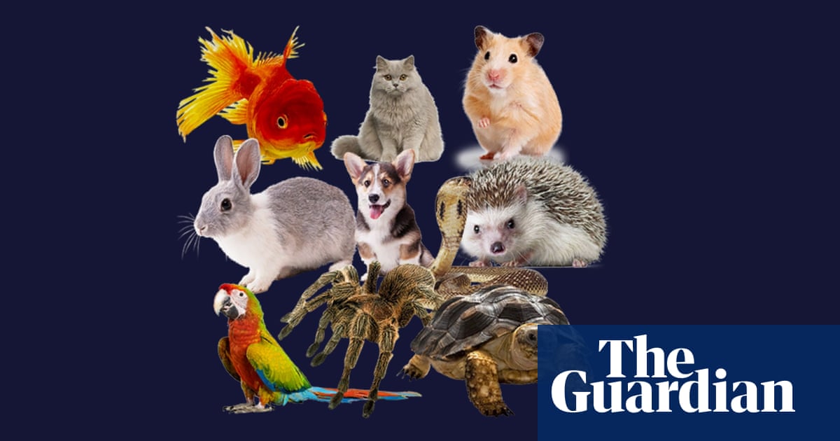 The Genius Behind A Game: How A Developer Earned £250,000