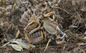 The Most Brutal Animal Courtships: Cannibalism, Barbed Penises, And Tons