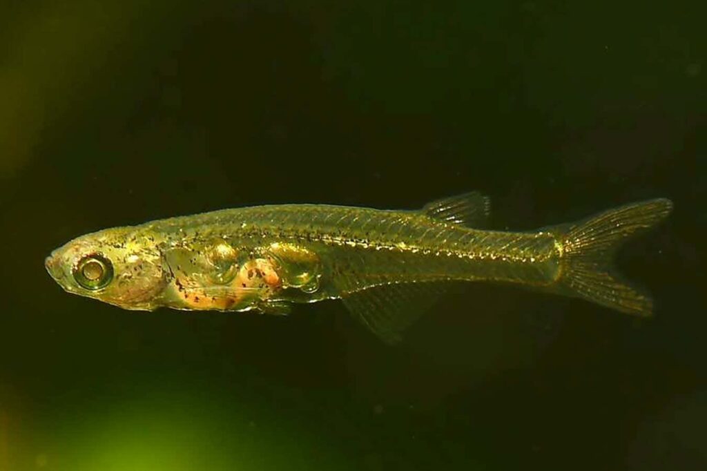 The Surprising Noisemaking Abilities Of Tiny Fish