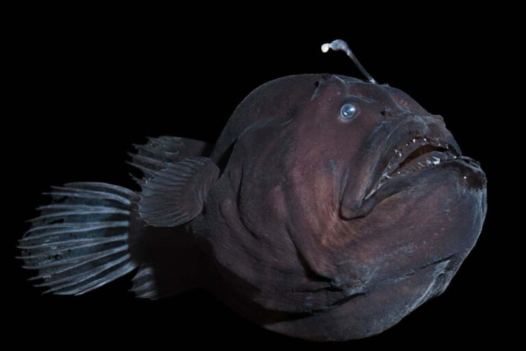 The Unusual Mating Strategy of Monkfish May Have Contributed to Their Evolutionary Success The Unusual Mating Strategy Of Monkfish May Have Contributed To