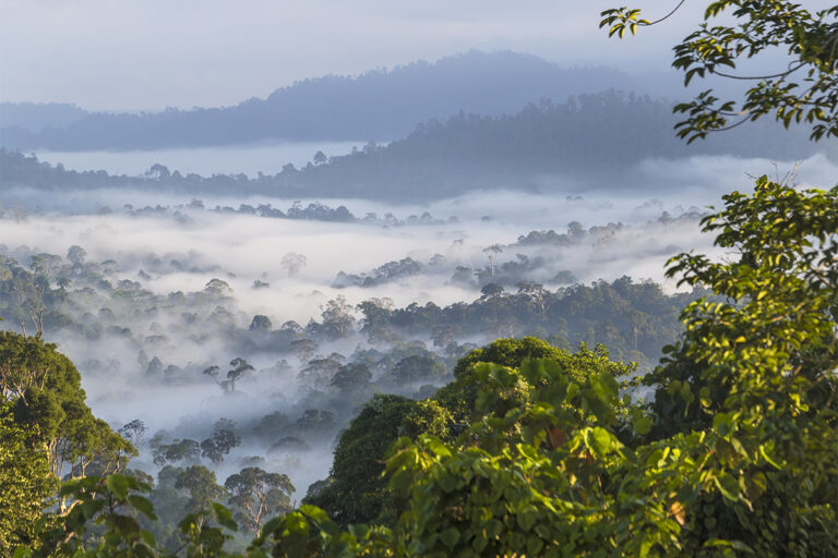 The World's 10 Biggest Rainforests In 2024