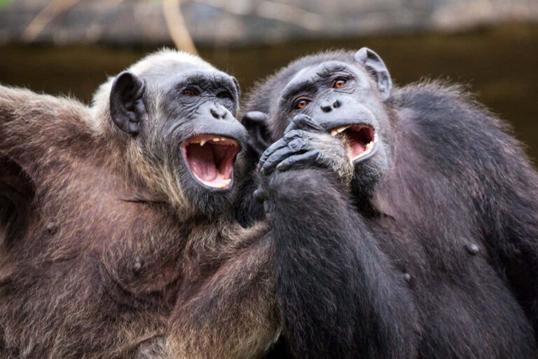 The Origin Of Humor In Great Apes: Teasing Each Other.