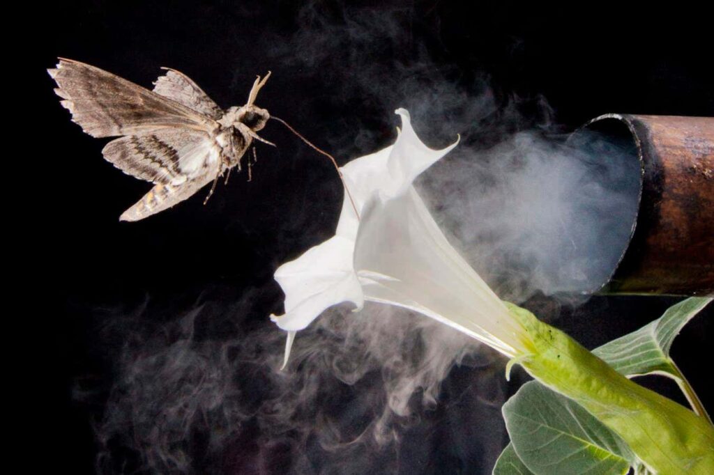 The Scent Of Flowers Is Altered By Air Pollution, Confusing