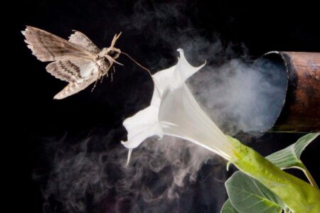 The scent of flowers is altered by air pollution, confusing insects The Scent Of Flowers Is Altered By Air Pollution, Confusing