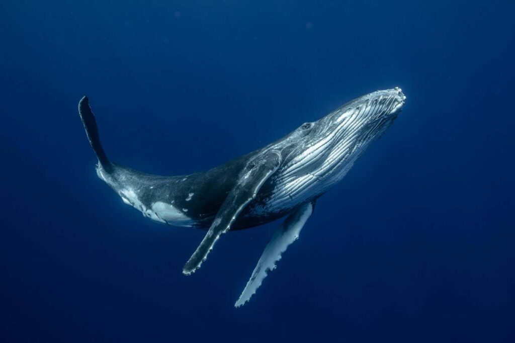 The Specialized Larynx Of Humpback Whales Allows Them To Sing