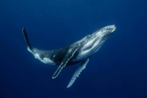 The Specialized Larynx Of Humpback Whales Allows Them To Sing