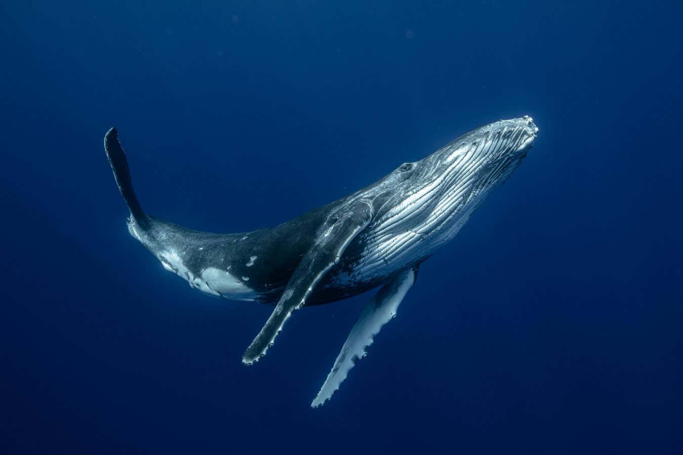 The Specialized Larynx Of Humpback Whales Allows Them To Sing