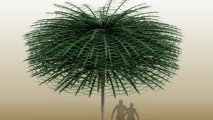 Unique Crown Shapes Of Early Carboniferous Tree Species