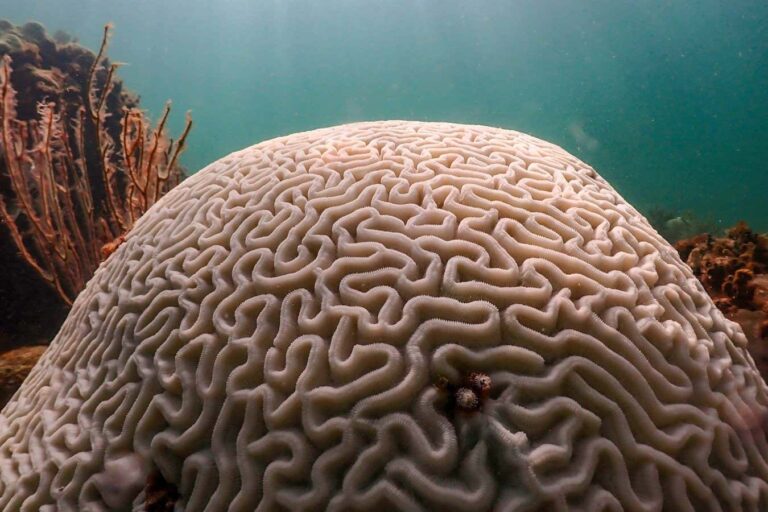 Using underwater sounds to help coral reefs fight global warming Using Underwater Sounds To Help Coral Reefs Fight Global Warming