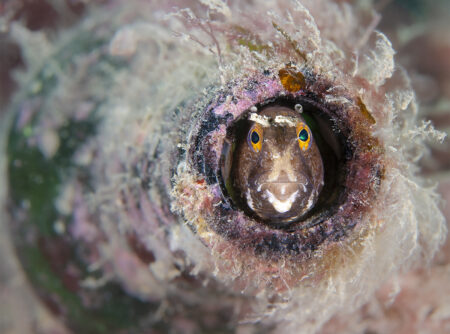 Winners Of The 2024 Underwater Photographer Of The Year Awards: