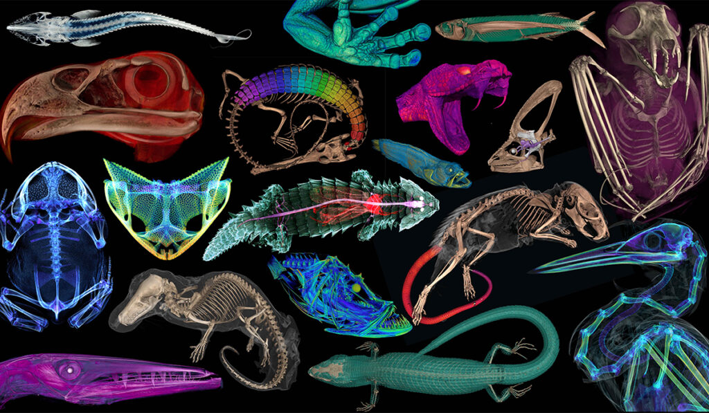 10 Mind Altering Animal Scans That Will Revolutionize Your Perception Of