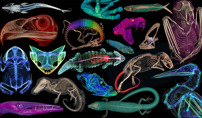 10 Mind-Altering Animal Scans That Will Revolutionize Your Perception of Wildlife 10 Mind Altering Animal Scans That Will Revolutionize Your Perception Of