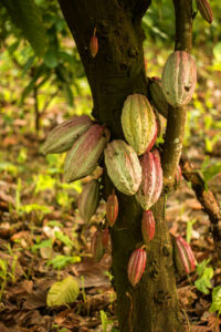 5,000 Years Ago, Cacao Likely Spread From The Amazon To