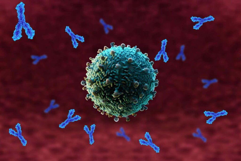 Antibody Treatment Restores Immune Function In Elderly Mice