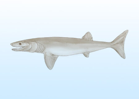 Arkansas Unearths Fossil Of Devonian Era Shark