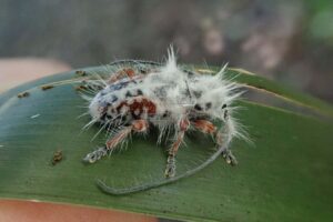 Australia May Be Home To The World's Fluffiest Beetles