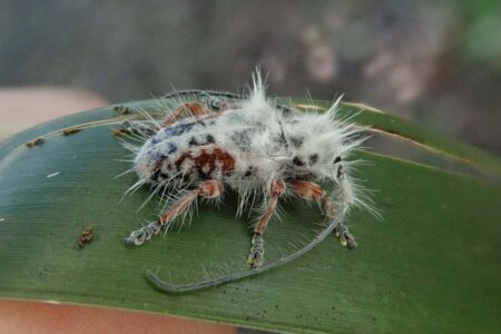 Australia may be home to the world’s fluffiest beetles Australia May Be Home To The World's Fluffiest Beetles