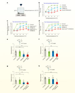Brain Researchers Discover Cold Sensors In Mice