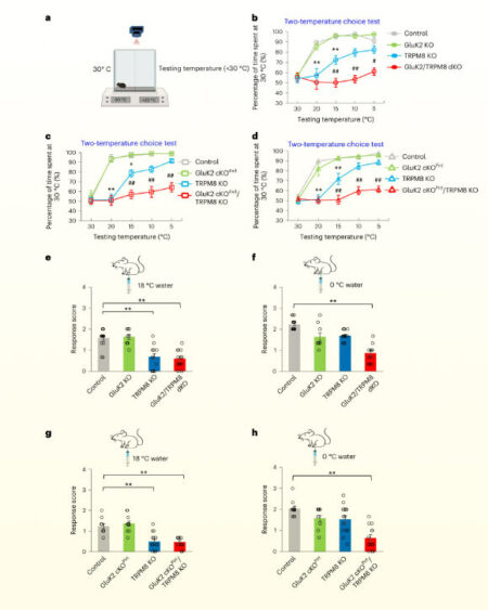 Brain Researchers Discover Cold Sensors In Mice