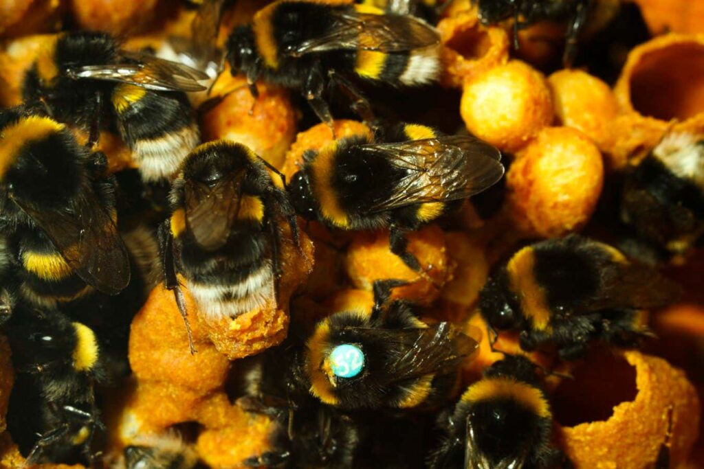 Bumblebees Learn From Each Other To Solve Complicated Puzzles