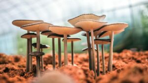 Can Fungi Be Surprising Allies In Cancer Detection?
