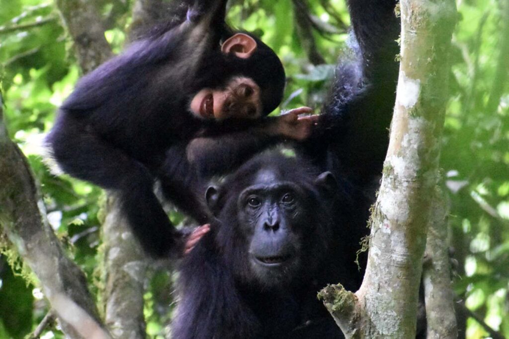 Chimpanzee Mother's Engage In Playful Interactions With Their Offspring During