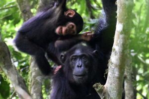 Chimpanzee Mother's Engage In Playful Interactions With Their Offspring During