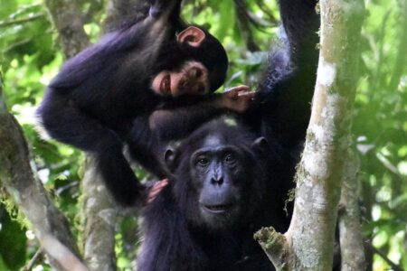 Chimpanzee Mother's Engage In Playful Interactions With Their Offspring During